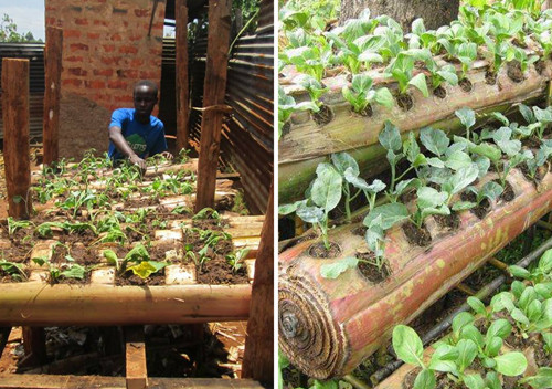 Nông dân Kenya trồng rau ăn lá trên thân chuối. Ảnh: Yongo Otieno Wycliffe.