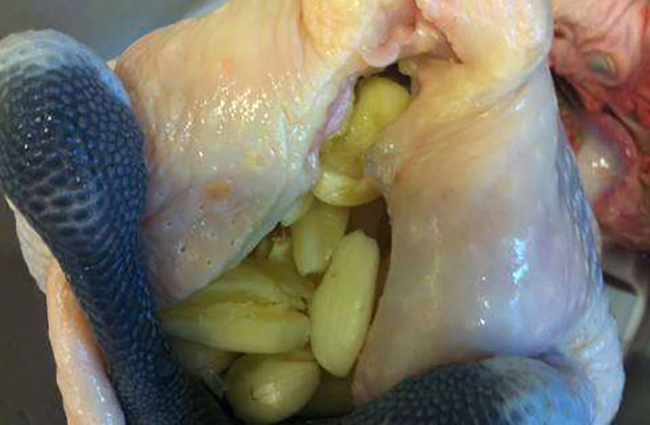 Gà hấp tỏi bằng nồi cơm điện: Cách làm vừa đơn giản, tiện lợi, thịt vừa mềm ngon đậm đà ảnh 2 Gà hấp tỏi bằng nồi cơm điện: Cách làm vừa đơn giản, tiện lợi, thịt vừa mềm ngon đậm đà ảnh 2