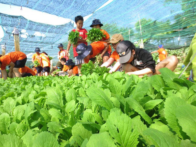 Đến với iSchool Summer camp 2019 các em học sinh hóa thân thành nông dân thu hoạch rau xanh