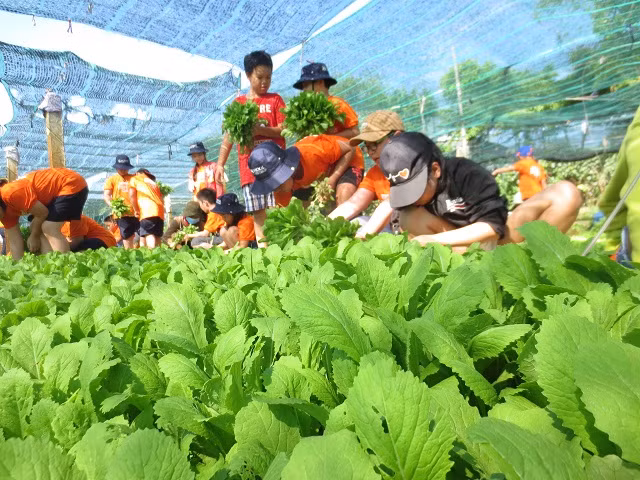 Đến với iSchool Summer camp 2019 các em học sinh hóa thân thành nông dân thu hoạch rau xanh
