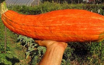 Hạt giống được chôn cất nghìn năm vẫn nảy mầm