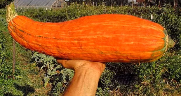 Hạt giống được chôn cất nghìn năm vẫn nảy mầm, khi thu hoạch điều bất ngờ đã xảy ra - Ảnh 5.