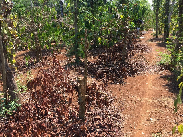 Một góc vườn tan hoang vì bị bỏ mặc Một góc vườn tan hoang vì bị bỏ mặc