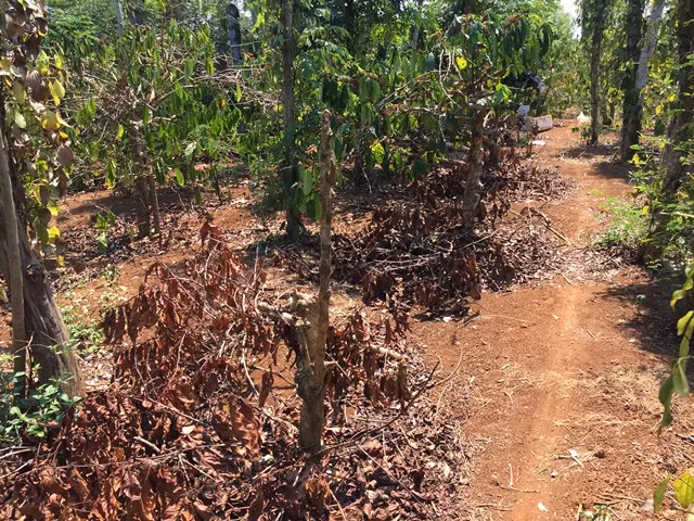 Một góc vườn tan hoang vì bị bỏ mặc Một góc vườn tan hoang vì bị bỏ mặc