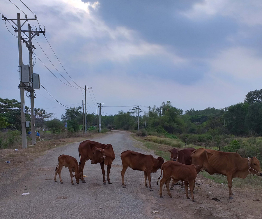 Đàn bò nhởn nha trên đường khiến các phương tiện qua lại gặp nguy hiểm