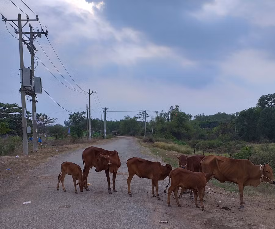 Đàn bò nhởn nha trên đường khiến các phương tiện qua lại gặp nguy hiểm