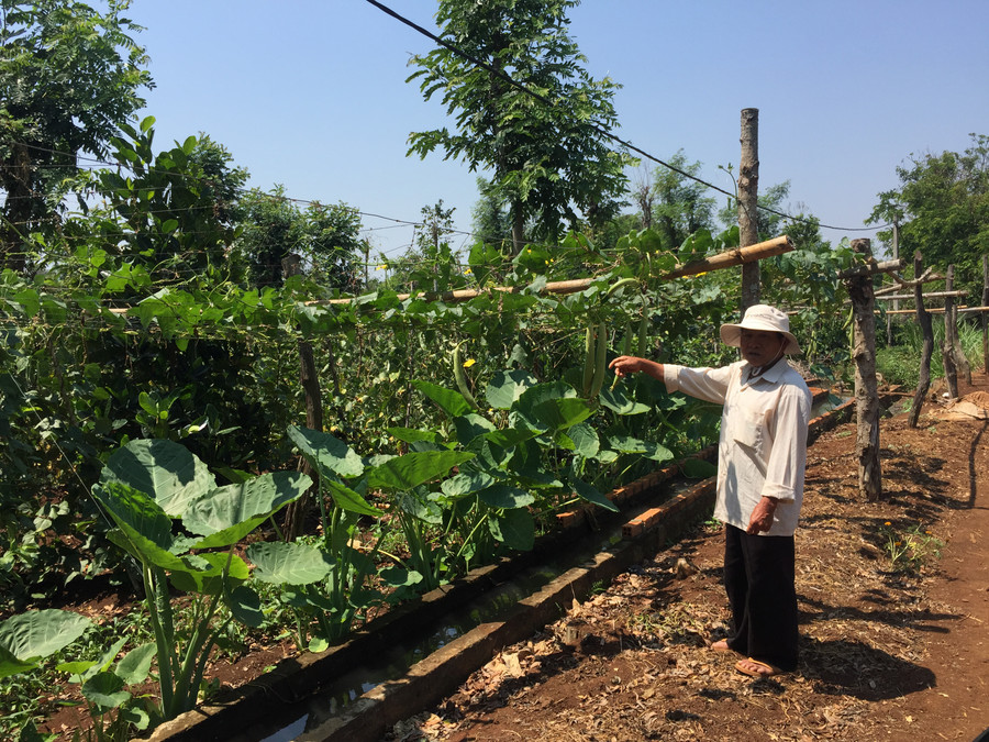 Vườn rau quả trên đất trồng cà phê của gia đình ông Quý