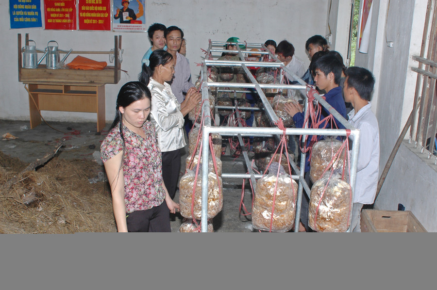 Học viên Trung tâm GDNN-GDTX Hoành Bồ tham gia lớp học trồng nấm Học viên Trung tâm GDNN-GDTX Hoành Bồ tham gia lớp học trồng nấm