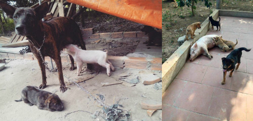 Tình mẫu tử không phân biệt giống loài. Tình mẫu tử không phân biệt giống loài.