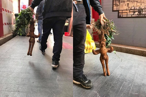 Siêu nhân sâm. Siêu nhân sâm.