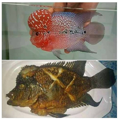 Đói quá hóa liều. Đói quá hóa liều.