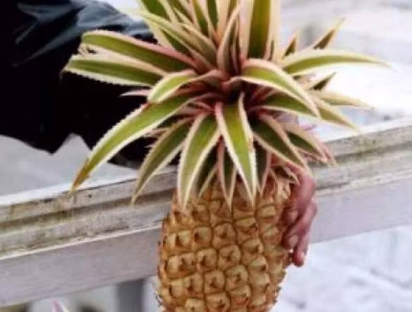 4 loại quả đắt nhất thế giới, giá bằng 1 chiếc Mercedes-Benz-4