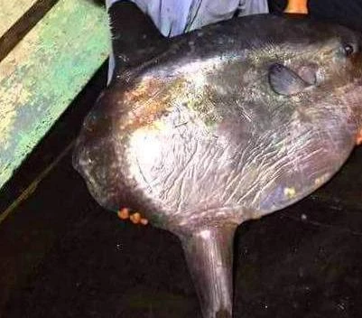 Cá mặt trăng vừa được ngư dân đánh bắt là loài cá nằm trong Sách Đỏ Việt Nam, xếp vào loài nguy cấp cần bảo vệ