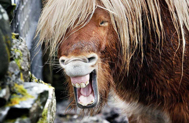 Đừng tưởng chỉ con người mới biết cười! - Ảnh 5. Đừng tưởng chỉ con người mới biết cười! - Ảnh 5.