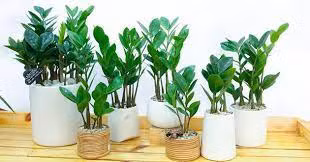 Muốn cả đời an yên, vương giả, người mệnh Kim nên làm điều này