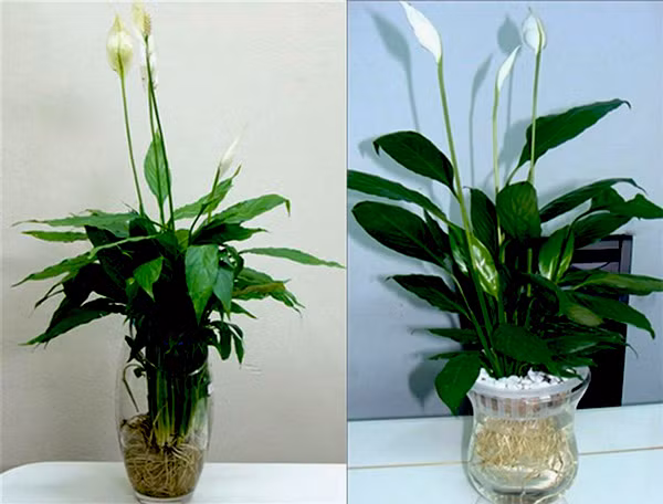 Muốn cả đời an yên, vương giả, người mệnh Kim nên làm điều này ảnh 3