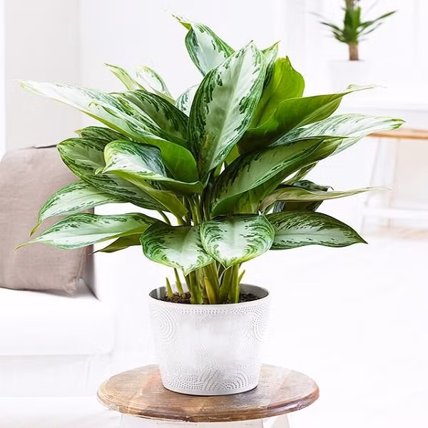 Muốn cả đời an yên, vương giả, người mệnh Kim nên làm điều này ảnh 5