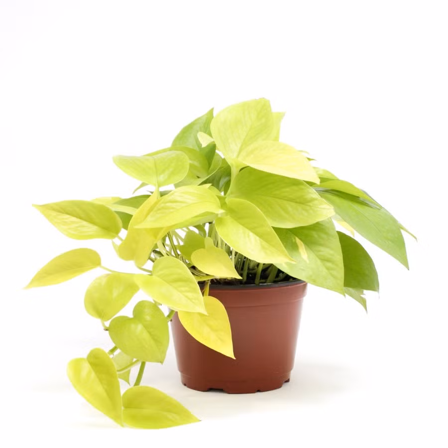 Muốn cả đời an yên, vương giả, người mệnh Kim nên làm điều này ảnh 4