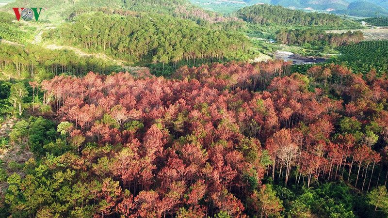 lam dong xu ly trach nhiem nguoi dung dau khi de pha rung xay ra hinh 2