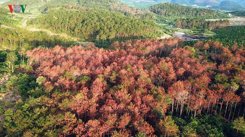 lam dong xu ly trach nhiem nguoi dung dau khi de pha rung xay ra hinh 2