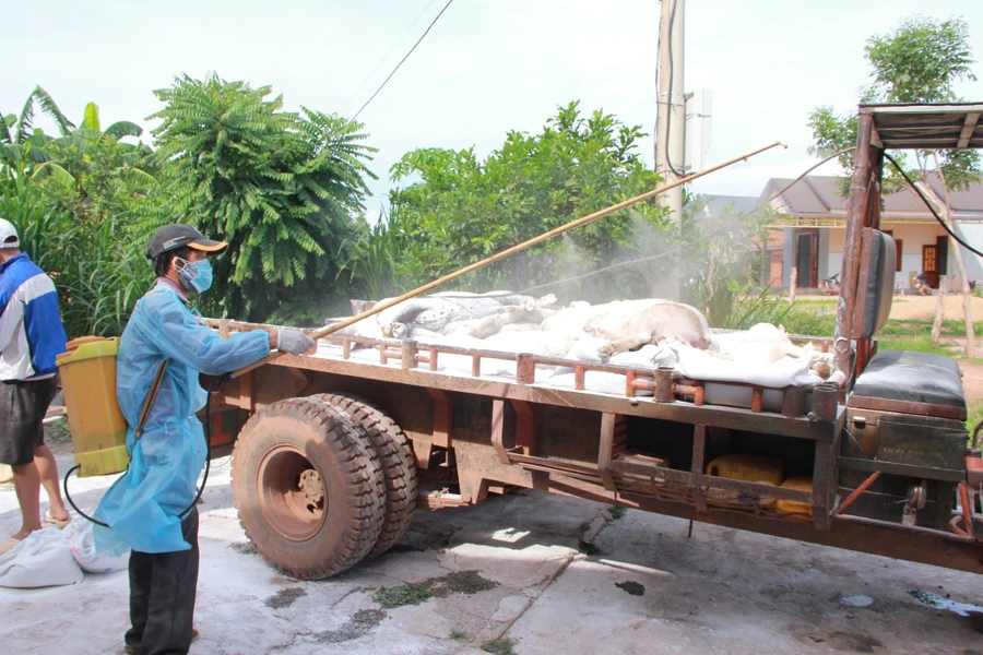 Cơ quan chức năng đưa lợn bị dịch tại Ea Súp đi tiêu hủy.