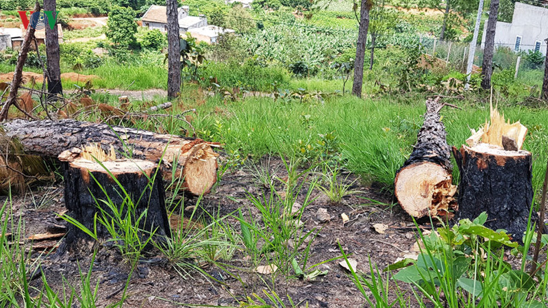 lam dong xu ly trach nhiem nguoi dung dau khi de pha rung xay ra hinh 3