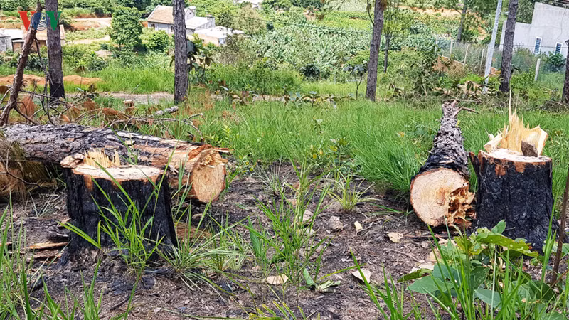 lam dong xu ly trach nhiem nguoi dung dau khi de pha rung xay ra hinh 3