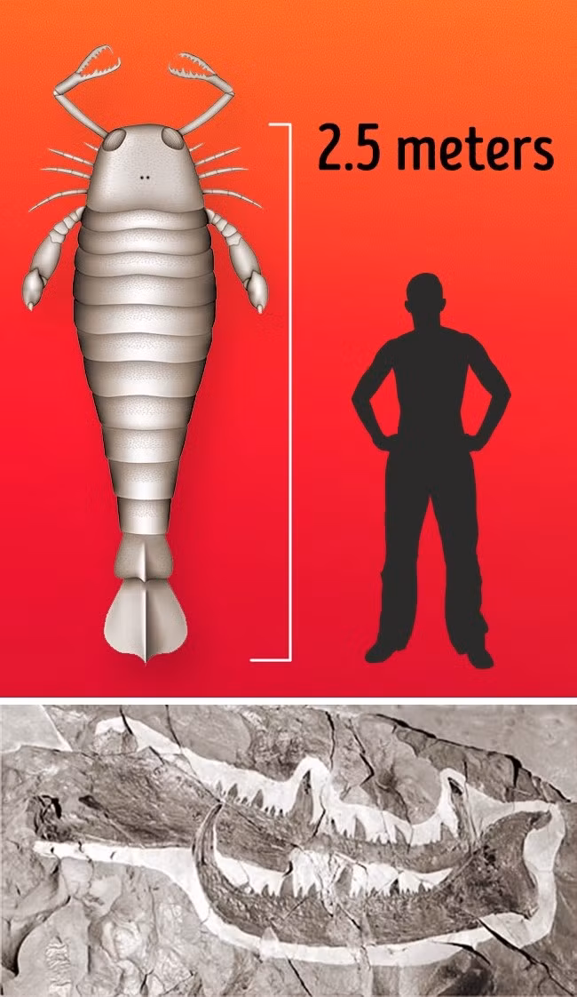 Có thể bạn không tin nhưng đây là những sinh vật khổng lồ nhất xuất hiện trên Trái đất - Ảnh 9.