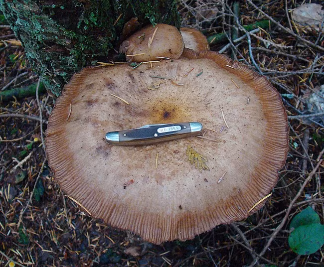 Có thể bạn không tin nhưng đây là những sinh vật khổng lồ nhất xuất hiện trên Trái đất - Ảnh 8.