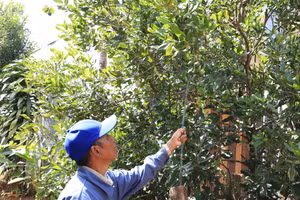 Các chương trình hỗ trợ cây, con giống, nhà ở cho đồng bào dân tộc thiểu số và miền núi là động lực để người M'nông vươn lên.