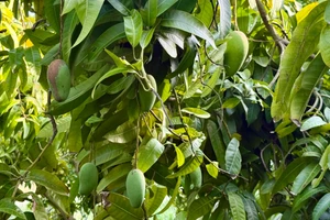 Cây ăn trái phủ xanh vùng đất khô cằn Đá Trắng.