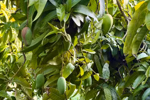 Cây ăn trái phủ xanh vùng đất khô cằn Đá Trắng.