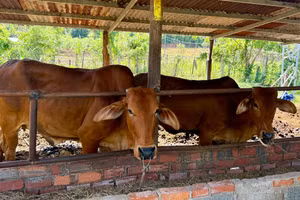 Nhiều gia đình khó khăn tại xã Lương Sơn được hỗ trợ bò sinh sản.