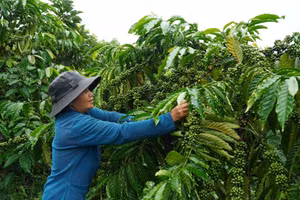 Lựa chọn đúng mô hình kinh tế giúp nhiều người dân tại Lâm Đồng thoát nghèo.