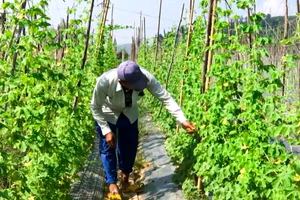 Kinh tế tập thể đóng vai trò quan trọng hỗ trợ người dân vùng dân tộc thiểu số thoát nghèo bền vững.