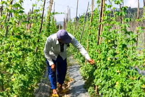 Kinh tế tập thể đóng vai trò quan trọng hỗ trợ người dân vùng dân tộc thiểu số thoát nghèo bền vững.