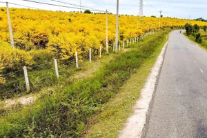 Những cung đường ven biển Phan Thiết nhuộm vàng màu hoa keo lá tràm.