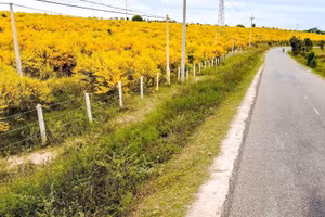 Những cung đường ven biển Phan Thiết nhuộm vàng màu hoa keo lá tràm.