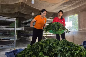 Nghề trồng dâu nuôi tằm giúp nhiều hộ đồng bào dân tộc thiểu số thoát nghèo.
