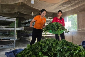 Nghề trồng dâu nuôi tằm giúp nhiều hộ đồng bào dân tộc thiểu số thoát nghèo.