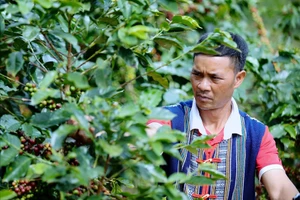 Anh Liêng Jrang Ha Hoang thu hoạch vụ cà phê năm 2025.