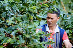 Anh Liêng Jrang Ha Hoang thu hoạch vụ cà phê năm 2025.