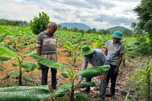 Từ nguồn vốn các Chương trình giảm nghèo đã tạo động lực phát triển ở vùng khó khăn.