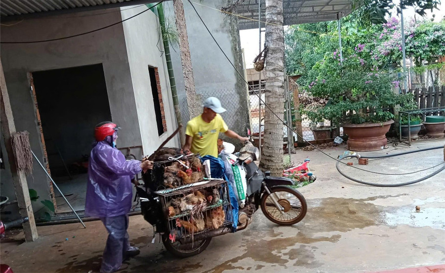 Một cô giáo tiểu học cùng chồng đi buôn bán gà để nuôi con và giữ nghề. (Ảnh: NY)