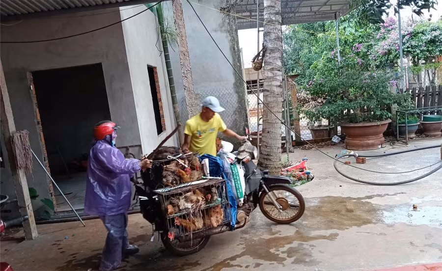 Một cô giáo tiểu học cùng chồng đi buôn bán gà để nuôi con và giữ nghề. (Ảnh: NY)