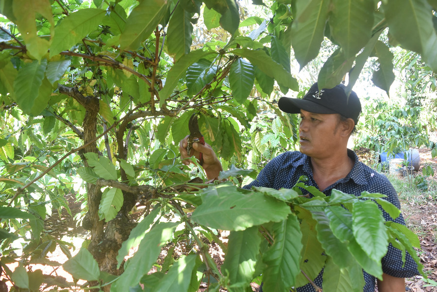 Ông Y Tuyên Bkrông, Buôn trưởng buôn Drai H'ling chăm sóc vườn cây của gia đình (Anh: NA) a1-da-giam-ngheo-nguoi-linh-cu-ho-thap-sang-buon-drai-hling.jpg