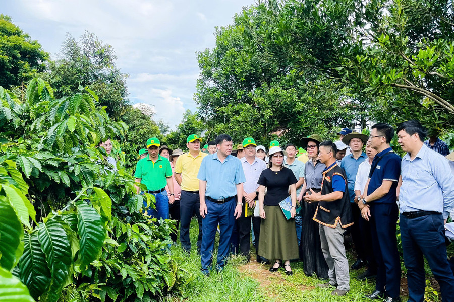 Đoàn công tác Bộ Nông nghiệp & Môi trường, UBND tỉnh Đắk Lắk khảo sát mô hình sản xuất cà phê xen sầu riêng của HTX nông nghiệp Bền vững Cư Suê 2/9. (Ảnh: TT) gn4.jpg