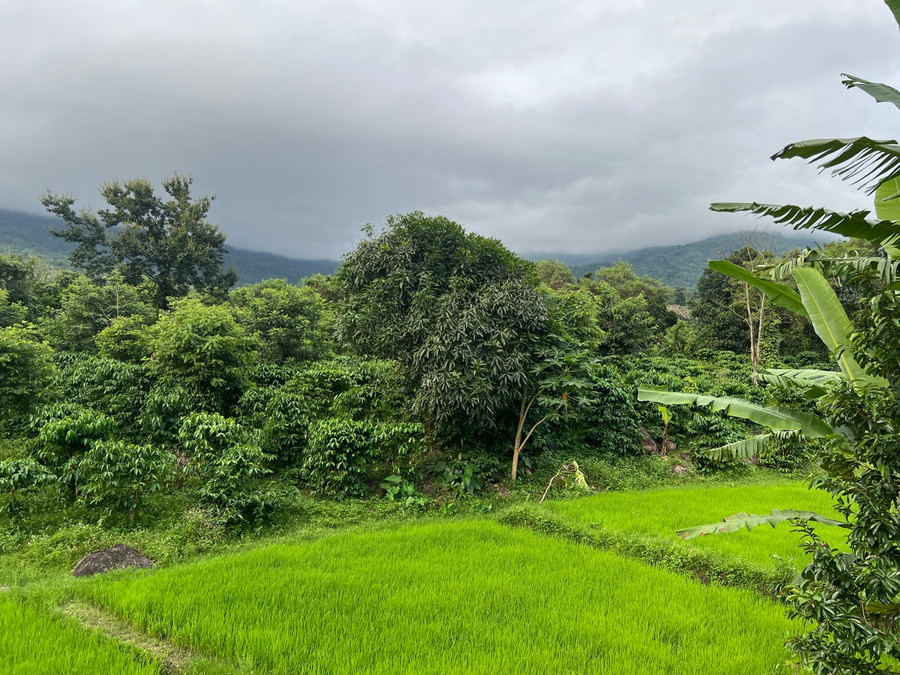 Một hộ dân tại xã Liên Sơn - Lắk thực hiện trồng xen nhiều loại cây. (Ảnh: T.B) dimon2.jpg