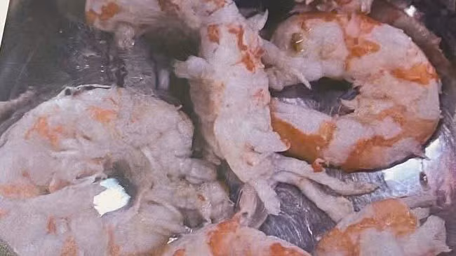 Hình ảnh những con tôm nghi không đạt yêu cầu tại bếp ăn Trường Tiểu học Trưng Vương. (Ảnh: K.T)