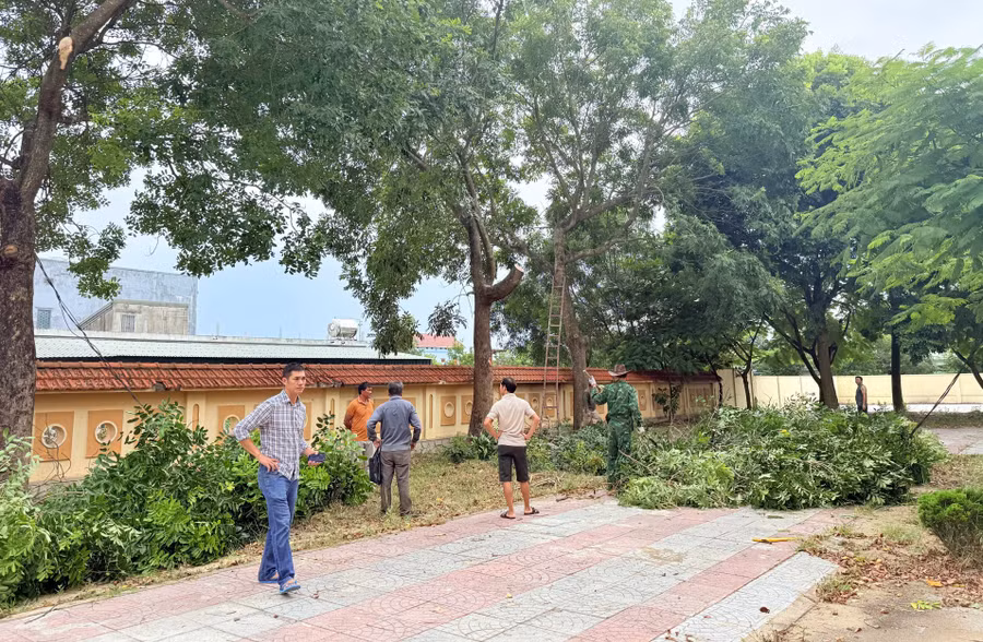 Trường THPT Ngô Quyền (Quảng Trị) cắt tỉa cây xanh, đảm bảo an toàn mùa mưa bão.